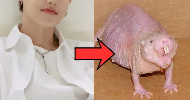 U-Kwon วง BLOCK B ขอโทษแล้ว หลังเคยเรียกแฟนคลับวัย 15 ว่า “Naked Mole Rat”